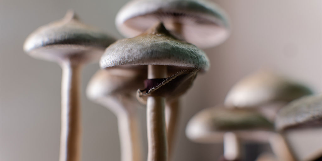 mushroom-laws-by-state